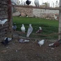 کفتر
