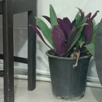 مدارک پیدا شده