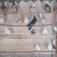 کبوتر پرشی|پرنده|فشاپویه, |دیوار