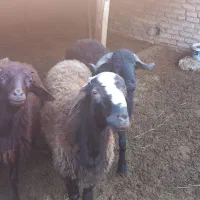 بره نر چاق پرواری|حیوانات مزرعه|خان ببین, |دیوار