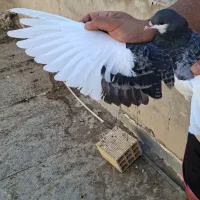 کبوتر نرو ماده طوقی خوشرنگ کرباتی کاشونی|پرنده|فولادشهر, فولادشهر|دیوار