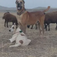 سگ خراسانی