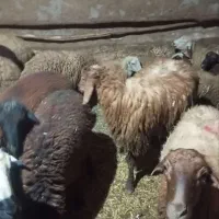 گوسفند جوان