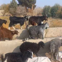 بره قوچ جوان|حیوانات مزرعه|جوادآباد, |دیوار