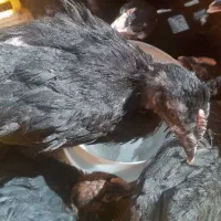 جوجه دوماه
