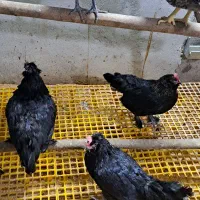 فروش 3مرغ کاکلی پاپر ریشو 6 ماهه