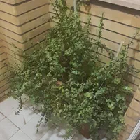 کراسولا خرفه ای ۶ساله