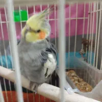 پرنده|پرنده|تربت‌حیدریه, آغوی|دیوار