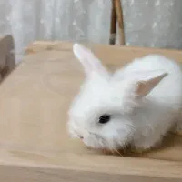 بچه خرگوش لوپ