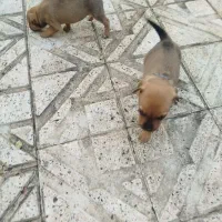 واگذاری توله میکس دوبرمن و روتوایلر