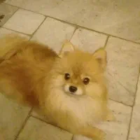 پامرین روباهی|سگ|قدس, شهرقدس|دیوار