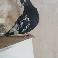 سار هفرنگ سینه سیاه|پرنده|مشهد, قائم|دیوار