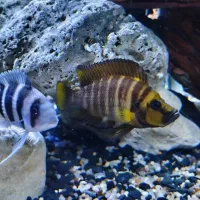 کالووس گلد هد موزی اور سایز