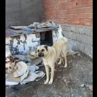 سگ نروماده نگهبان|سگ|اردبیل, |دیوار