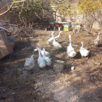 قوغاز|حیوانات مزرعه|گنبد کاووس, |دیوار