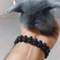 لوپ اوکراینی اصیل خرگوش|موش و خرگوش|میناب, |دیوار