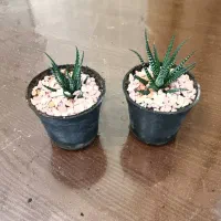 گل های ارزان قیمت . مناسب هدیه با قیمت های به صرفه