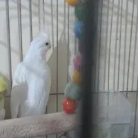 یک جفت عروس هلندی دستی رام|پرنده|فردیس, شهرک شهید حسینی|دیوار