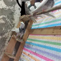 طوقی|پرنده|کنگاور, |دیوار