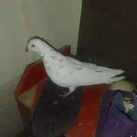 شیخ ماده شکار