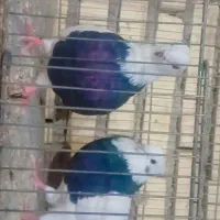 یک جفت زاغ آبادانی نوک وچشم سفیدویک جفت طوقی|پرنده|شادگان, |دیوار