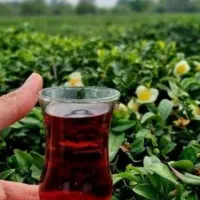 چای بهاره لاهیجان