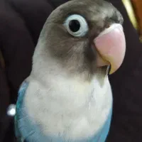 فروش فوری طوطی برزیلی آبی