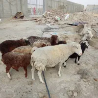 میش بره و قوچ رومن|حیوانات مزرعه|صفادشت, |دیوار