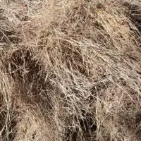 علوفه باغی بسته بندی شده|لوازم جانبی حیوانات|مینودشت, |دیوار