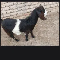 کهره ماده  کوهی