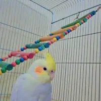 عروس هلندی گمشده|حیوانات|شیراز, عفیفآباد|دیوار