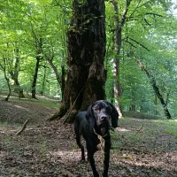 انگلیس المان