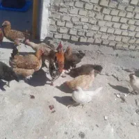 ۳ تا مرغ دایه تخم گذار
