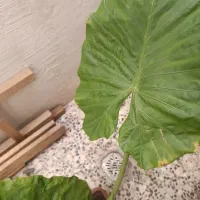 گل بابا آدم تنه قوی مادری