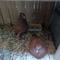 کبوتررواعب|پرنده|قم, آلوچو|دیوار