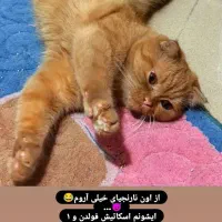 گربه اسکاتیش فولد