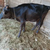 دوگاوگوساله سالم  سر حال  برای داشتی گوشتی|حیوانات مزرعه|جیرفت, |دیوار