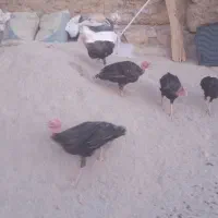 5عدد|حیوانات مزرعه|الشتر, |دیوار