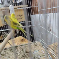 ۴ جفت مرغ عشق جوان نژاد دار|پرنده|داراب, |دیوار