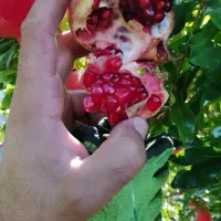 انار رباب|خوردنی و آشامیدنی|بختگان, |دیوار