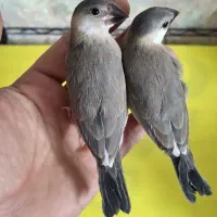 جوجه فنچ نرگسی سیلور دستی|پرنده|شیراز, شهرک والفجر|دیوار