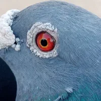 کبوتر نر مسافتی|پرنده|زهک, |دیوار