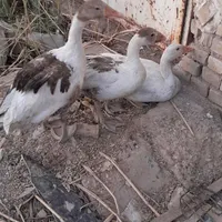 غاز|حیوانات مزرعه|اهواز, کوی علوی|دیوار