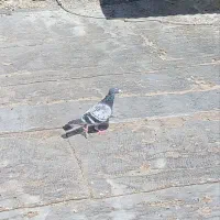 سبز|پرنده|شیروان (خراسان), |دیوار