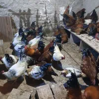 خروس محلی|حیوانات مزرعه|هشتگرد, هشتگرد قدیم|دیوار