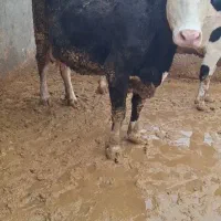 یک‌رس‌گاو‌سیمنتال‌۳۰‌کیلو‌شیر‌به‌فروش‌میرسد