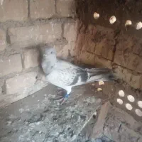 کفتر|پرنده|خوشاب, |دیوار