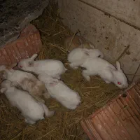 هفتا بچه خرگوش