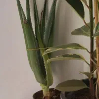 گل آلوورا(توضیحات)