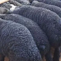 پرورش گوسفند